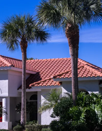 A palm tree in front of a house.